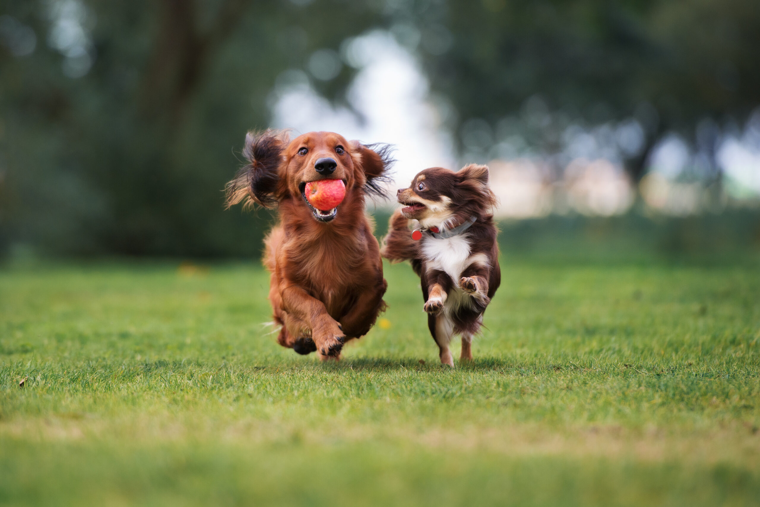 Dogs running, pack leader plus